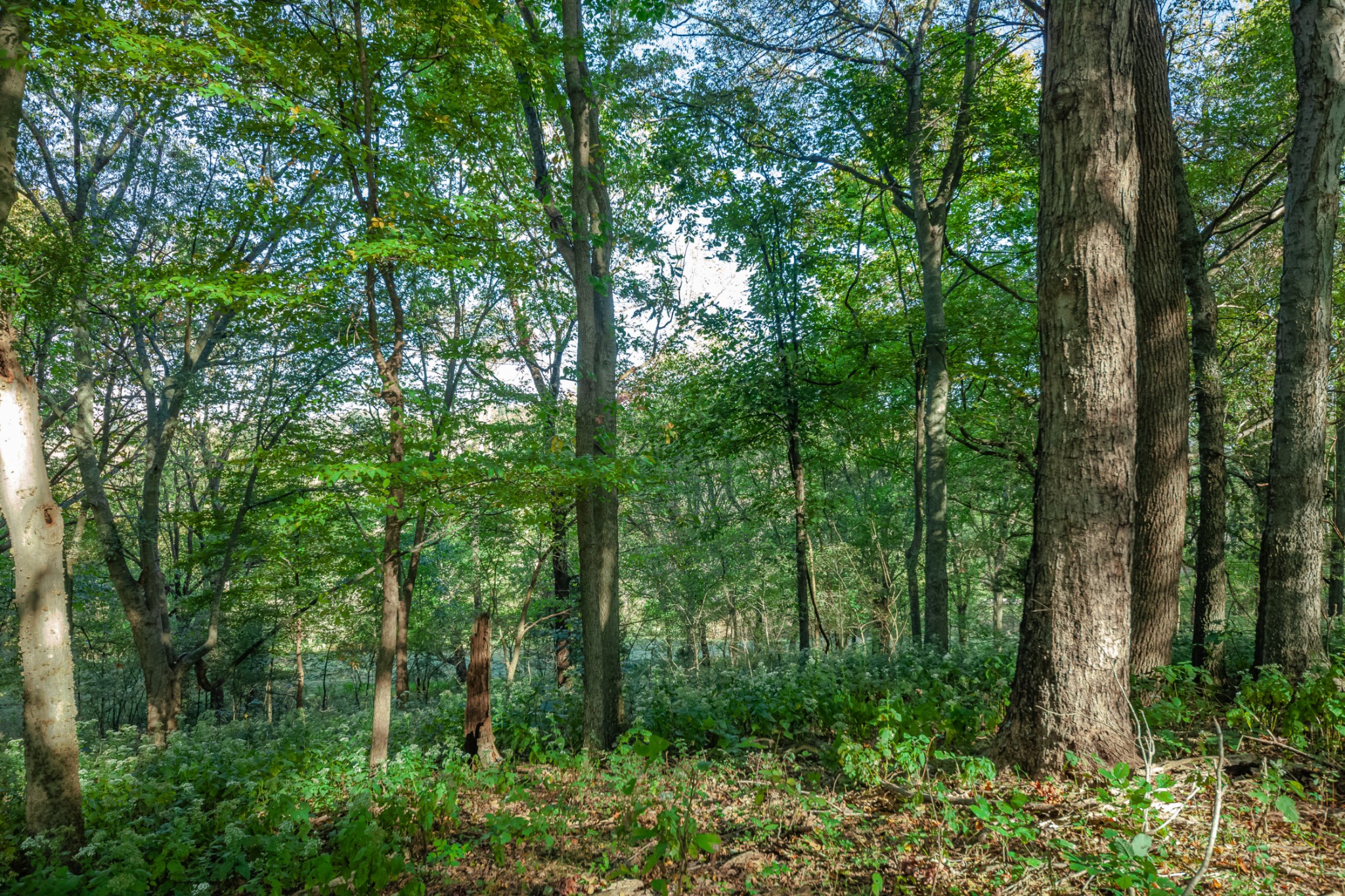 1 Booker Farm Road Mount Pleasant, TN 38474 - Photo 50 of 70 Gallery Image 50