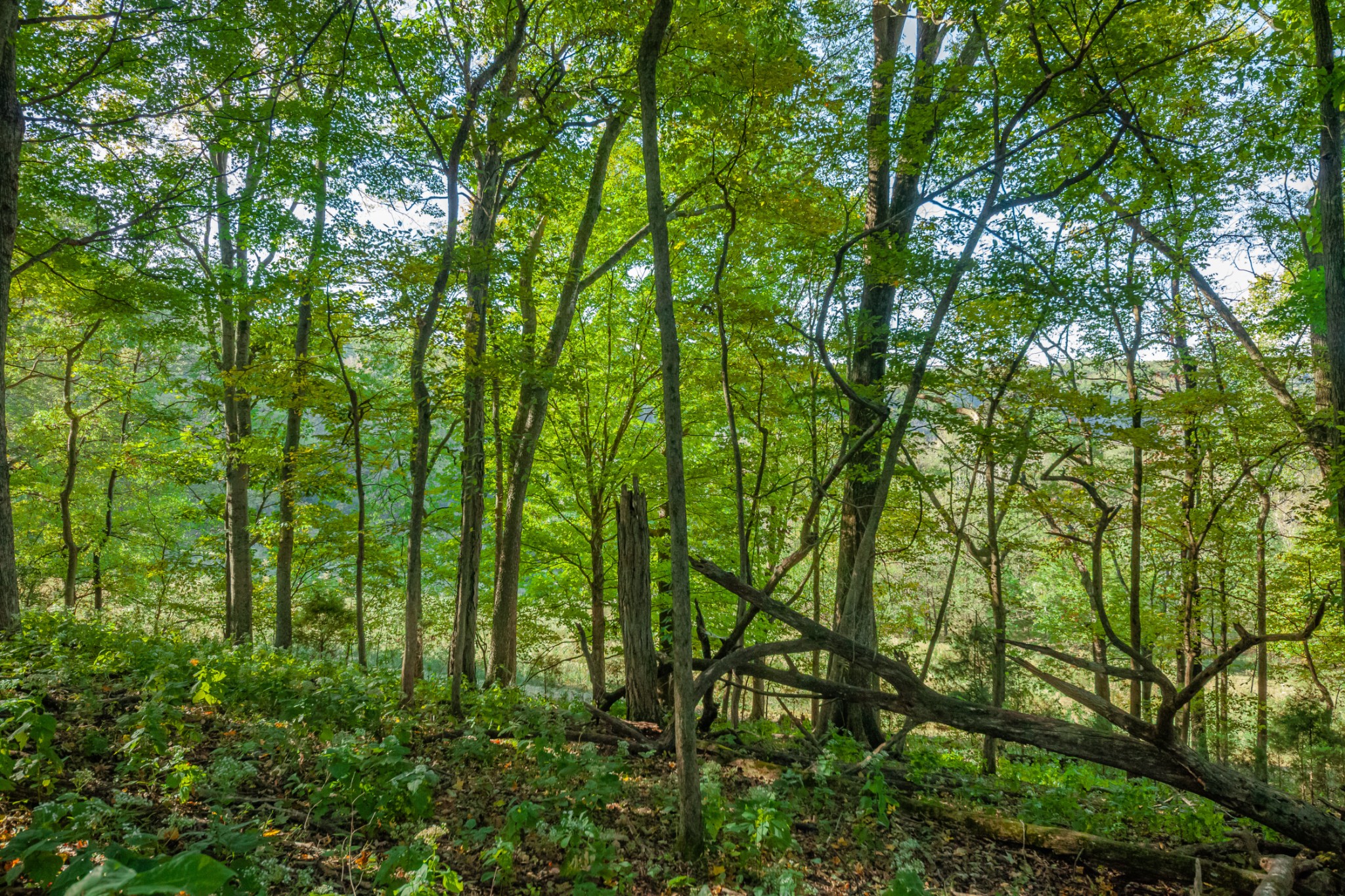 1 Booker Farm Road Mount Pleasant, TN 38474 - Photo 51 of 70 Gallery Image 51