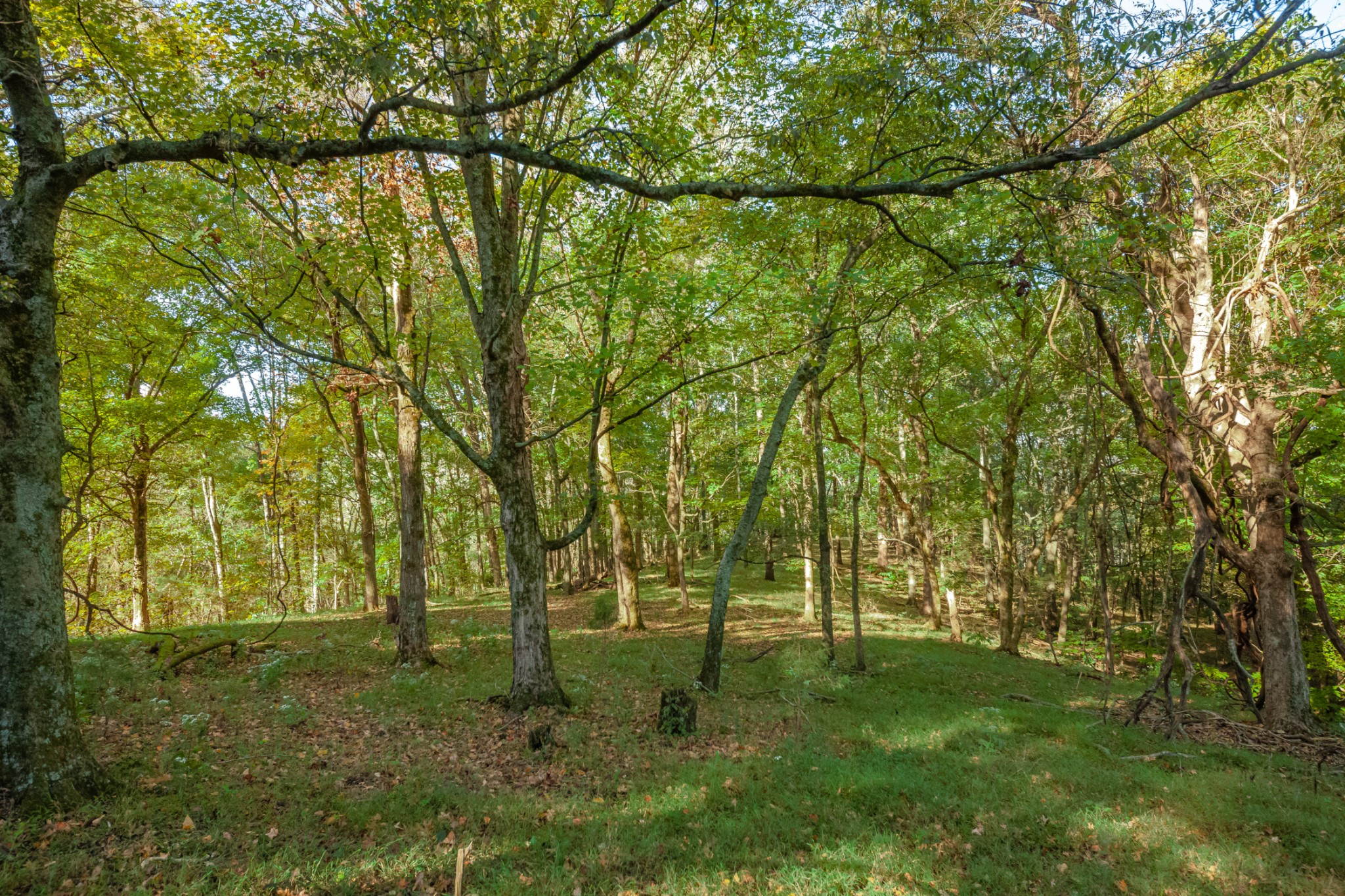 1 Booker Farm Road Mount Pleasant, TN 38474 - Photo 60 of 70 Gallery Image 60