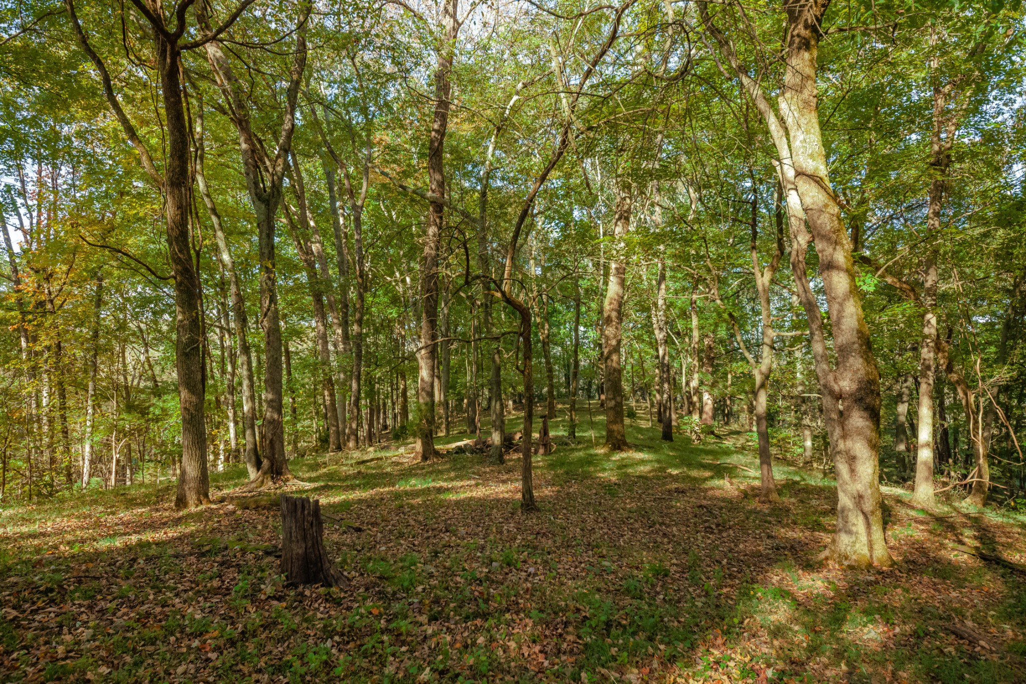 1 Booker Farm Road Mount Pleasant, TN 38474 - Photo 61 of 70 Gallery Image 61