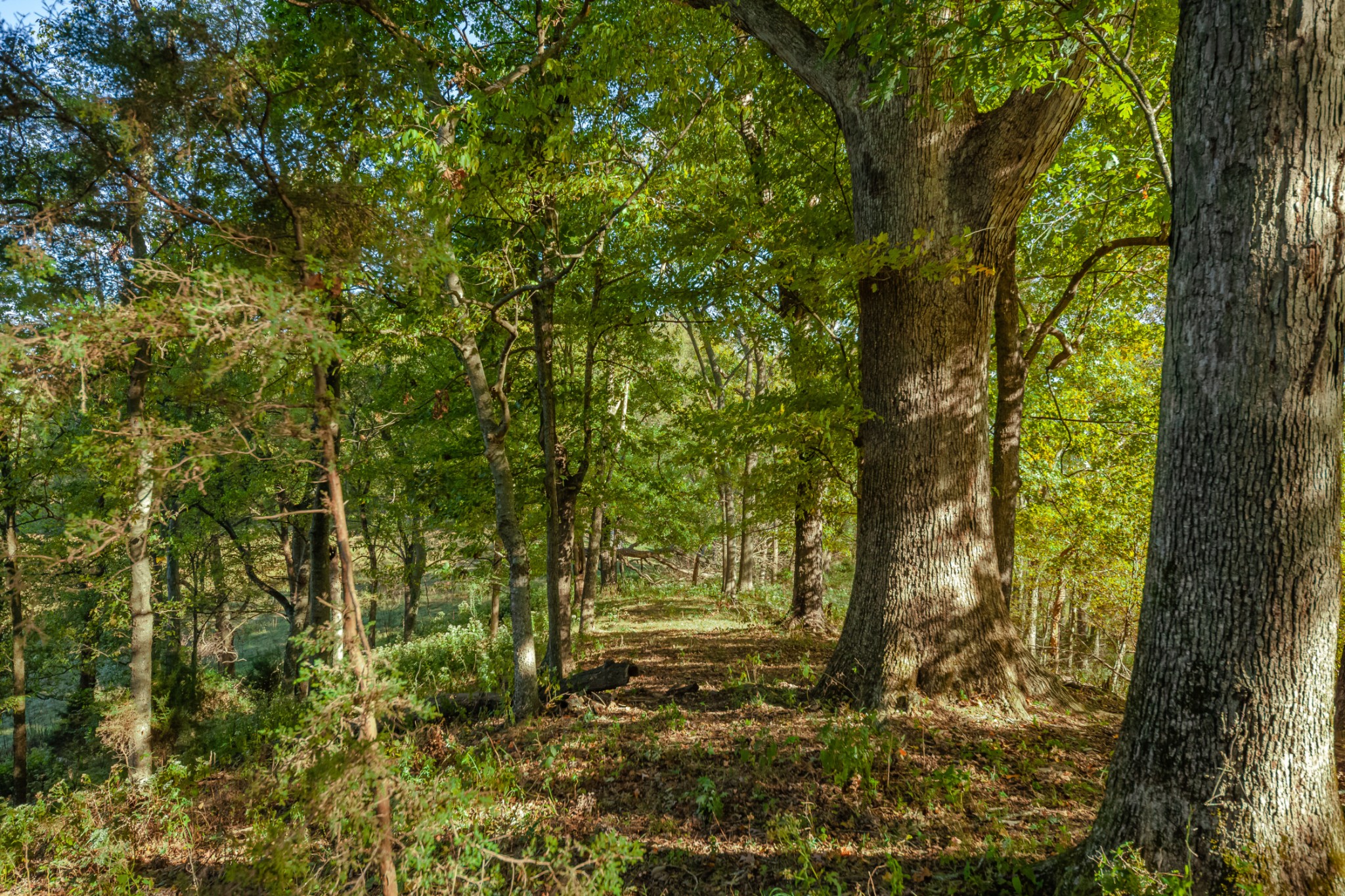 1 Booker Farm Road Mount Pleasant, TN 38474 - Photo 69 of 70 Gallery Image 69