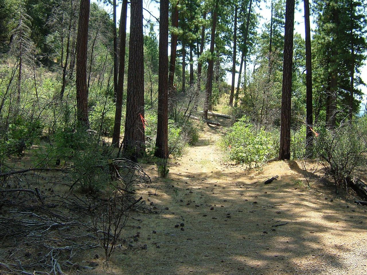 Miller Mountain Road Whitmore, CA 96096 - Photo 7 of 8 a view of outdoor space with trees