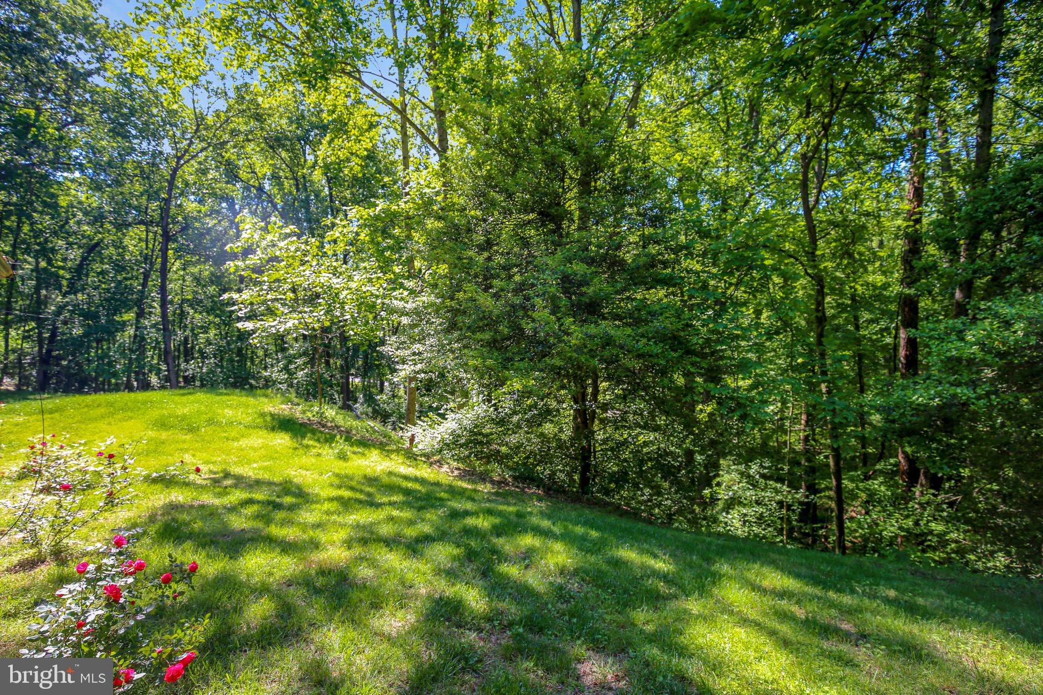 10614 Hunters Valley Road Vienna, VA 22181 - Photo 6 of 37 Beautiful trees all around.