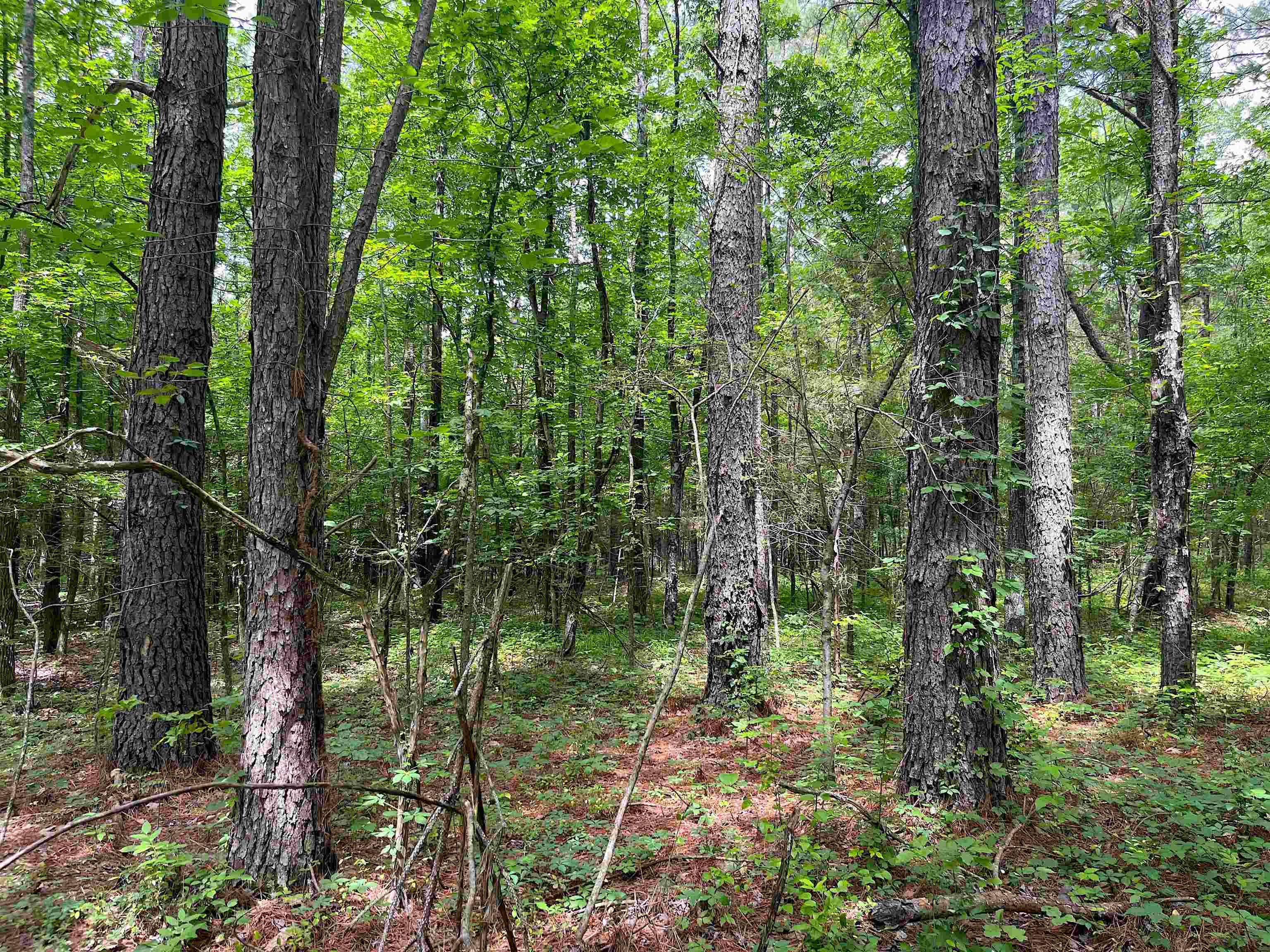 6225 Ricks Road Arlington, TN 38002 - Photo 10 of 13