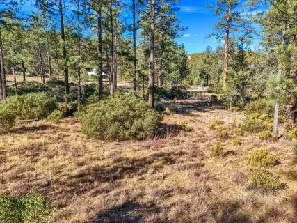 a view of a yard with plants and trees