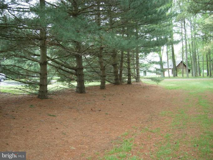 9789 Pearson Road Denton, MD 21629 - Photo 20 of 29 a view of a yard with large trees