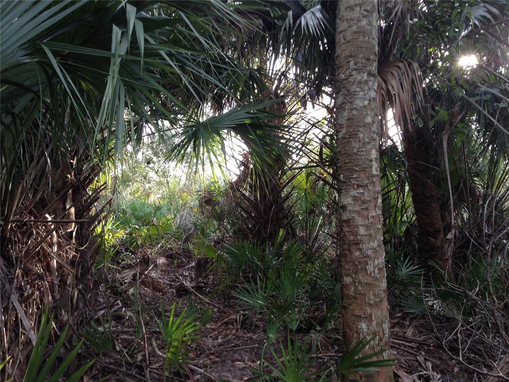 50670 Bermont Road Punta Gorda, FL 33982 - Photo 16 of 17 a view of a tree