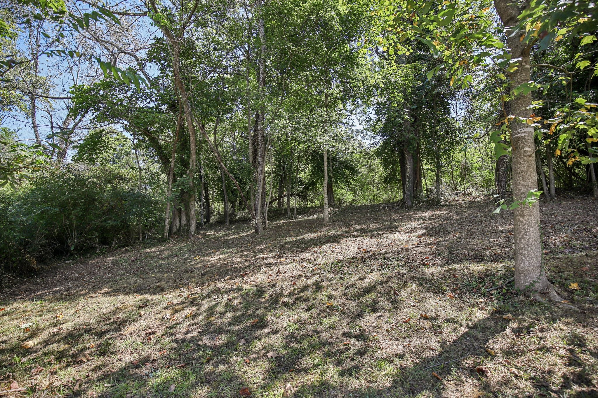 1122 Taylortown Road White Bluff, TN 37187 - Photo 55 of 56 a view of a forest with trees in the background