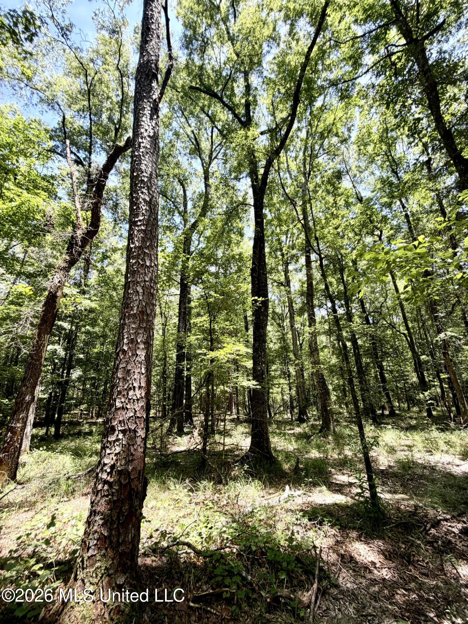 2497 Linfrank Line Drive Southwest Smithdale, MS 39664 - Photo 3 of 14 IMG_0730