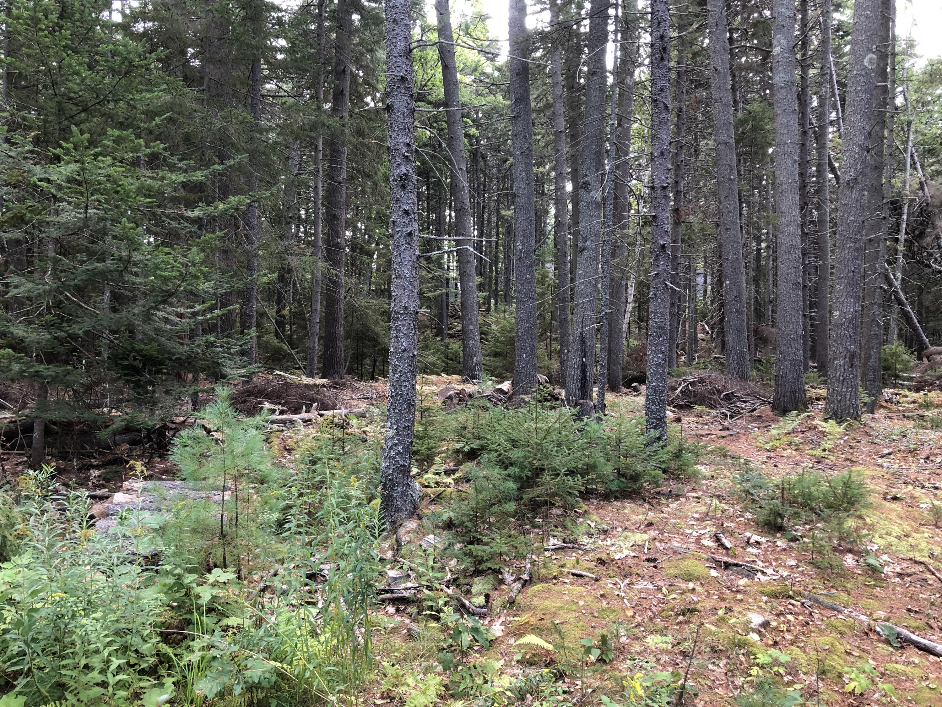 295 Oak Ledge Road Harpswell, ME 04079 - Photo 2 of 6 IMG_2203