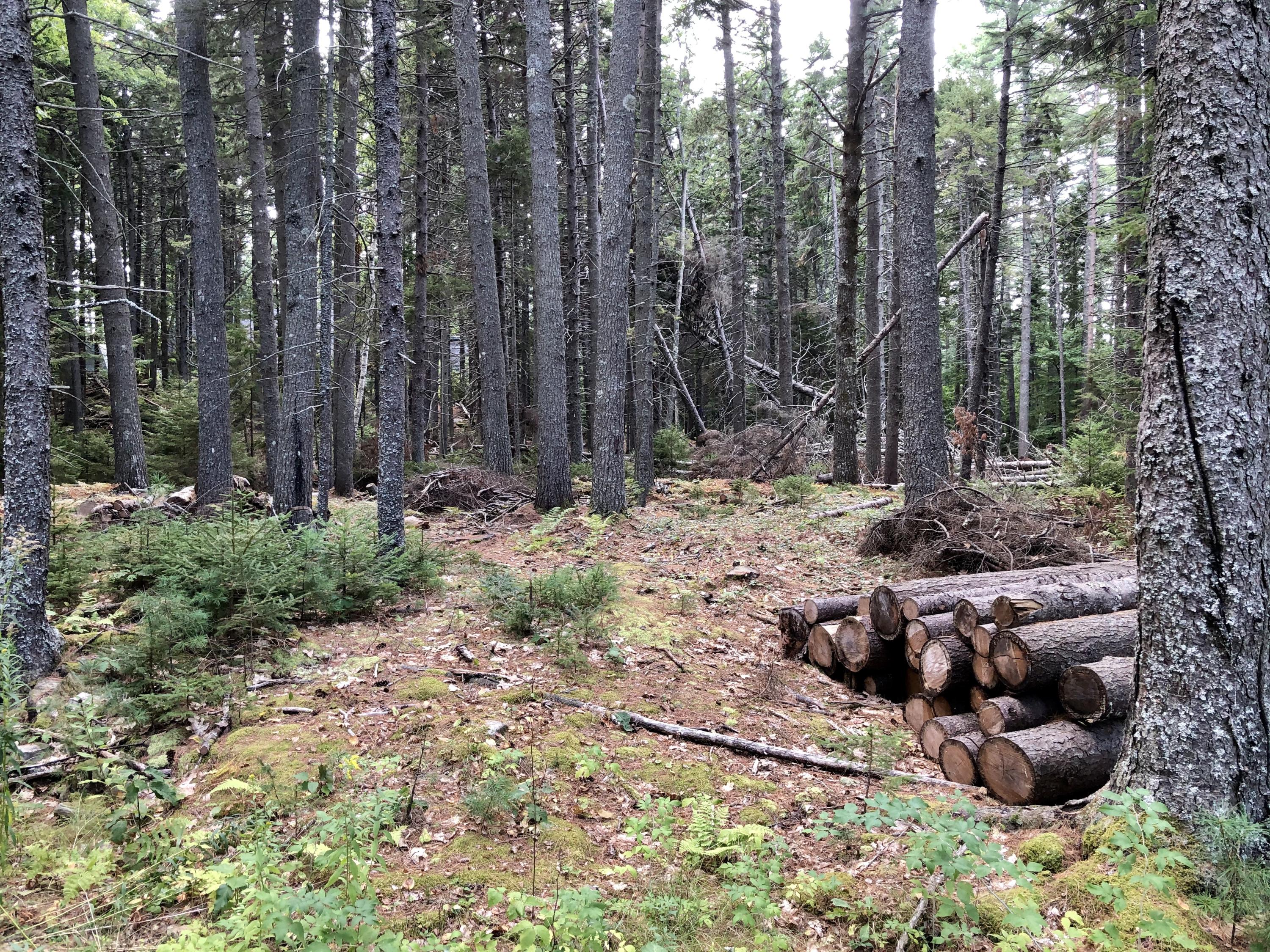 295 Oak Ledge Road Harpswell, ME 04079 - Photo 3 of 6 IMG_2207