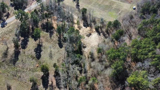 a view of a forest with trees