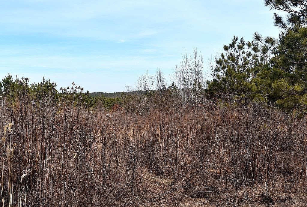 1661 Sassafras Stand Ridge Road Linden, TN 37096 - Photo 15 of 23 a view of mountain with tall trees