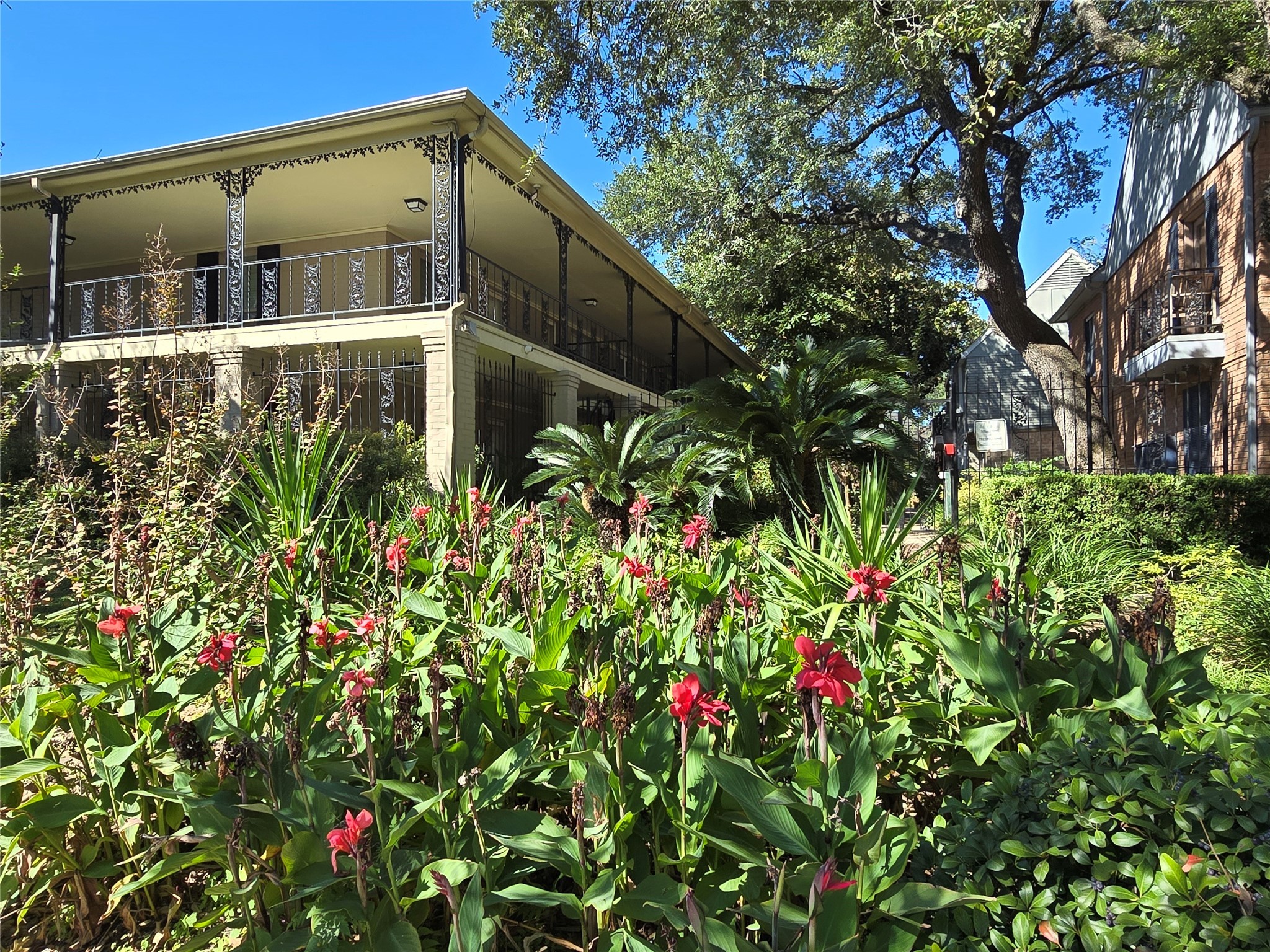 11550 Chimney Rock Road, Unit 312 Houston, TX 77035 - Photo 18 of 18 a close up of a flower in a garden