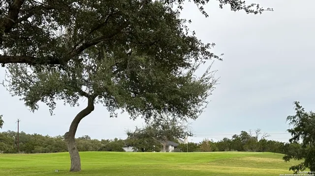a view of a yard with large trees