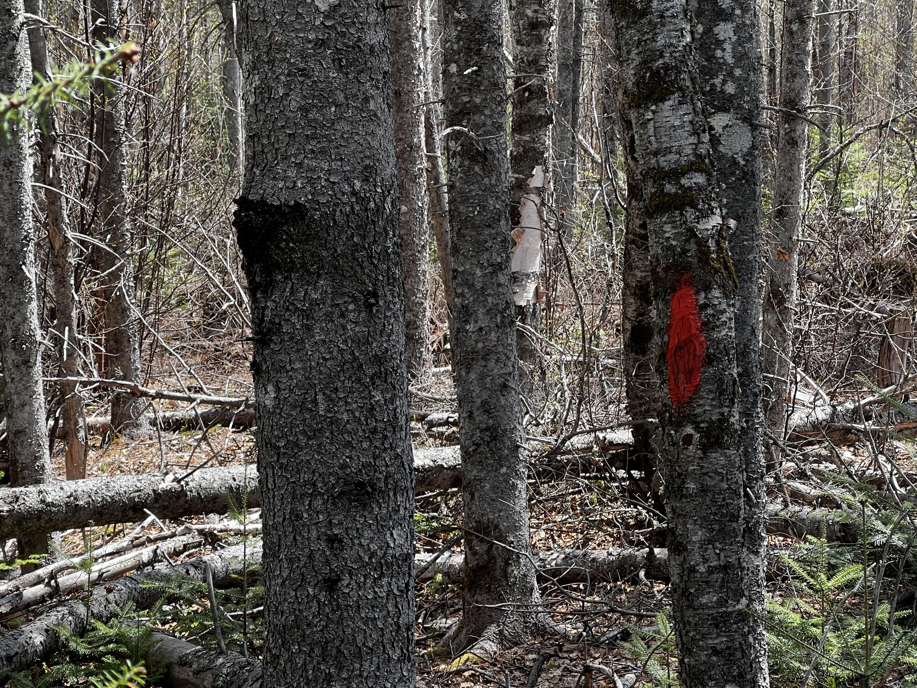Lot 2-18 Shin Pond Rd Mount Mount Chase, ME 04765 - Photo 15 of 59