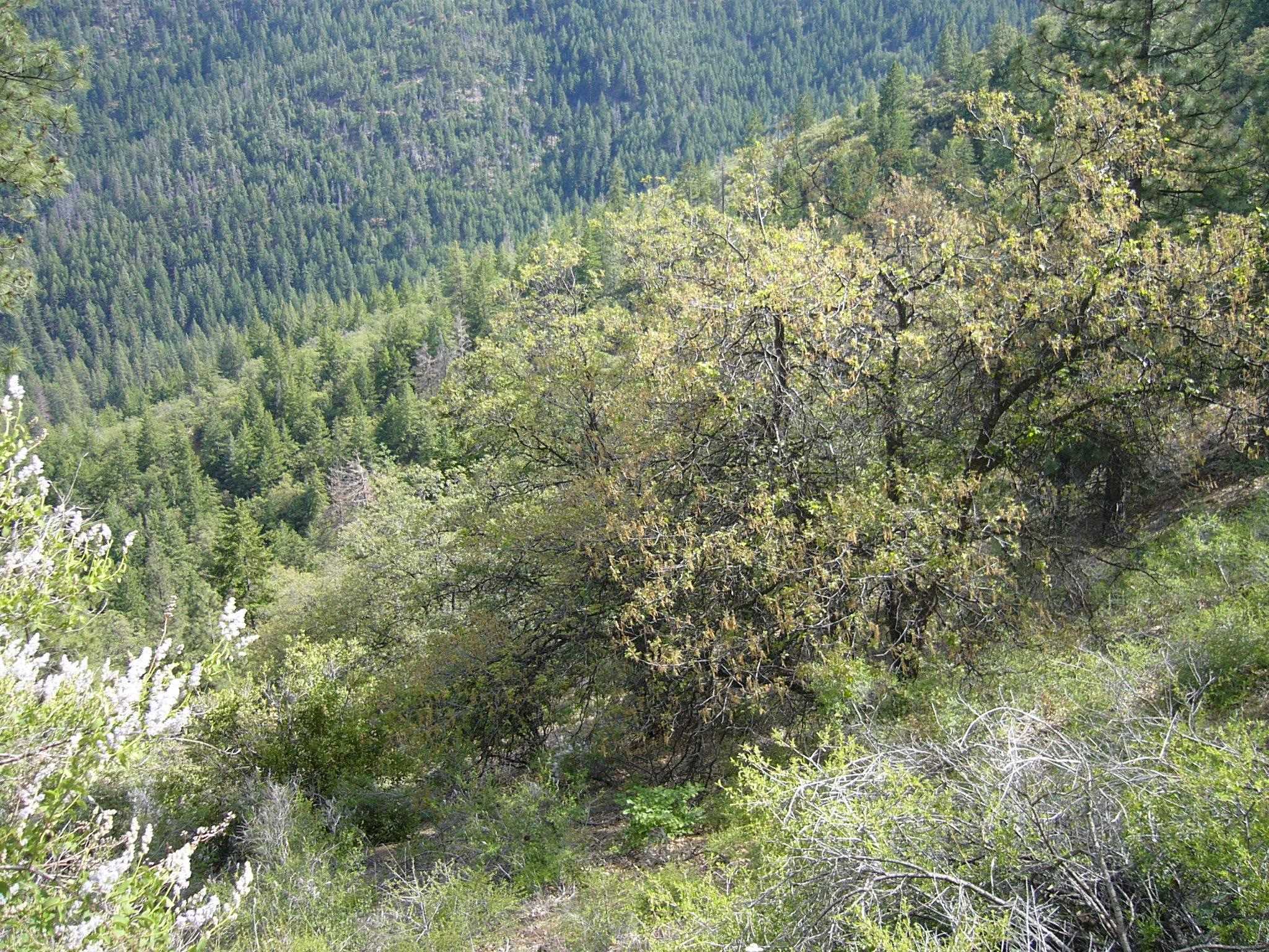 127 Acres Road Yreka, CA 96097 - Photo 20 of 24 Gallery Image 20