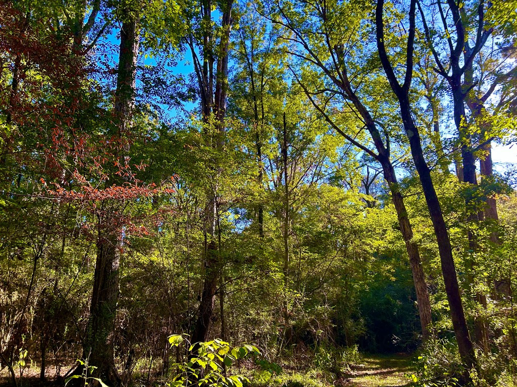 Tbd Westbrook Road Smithdale, MS 39664 - Photo 7 of 44 Photo 7