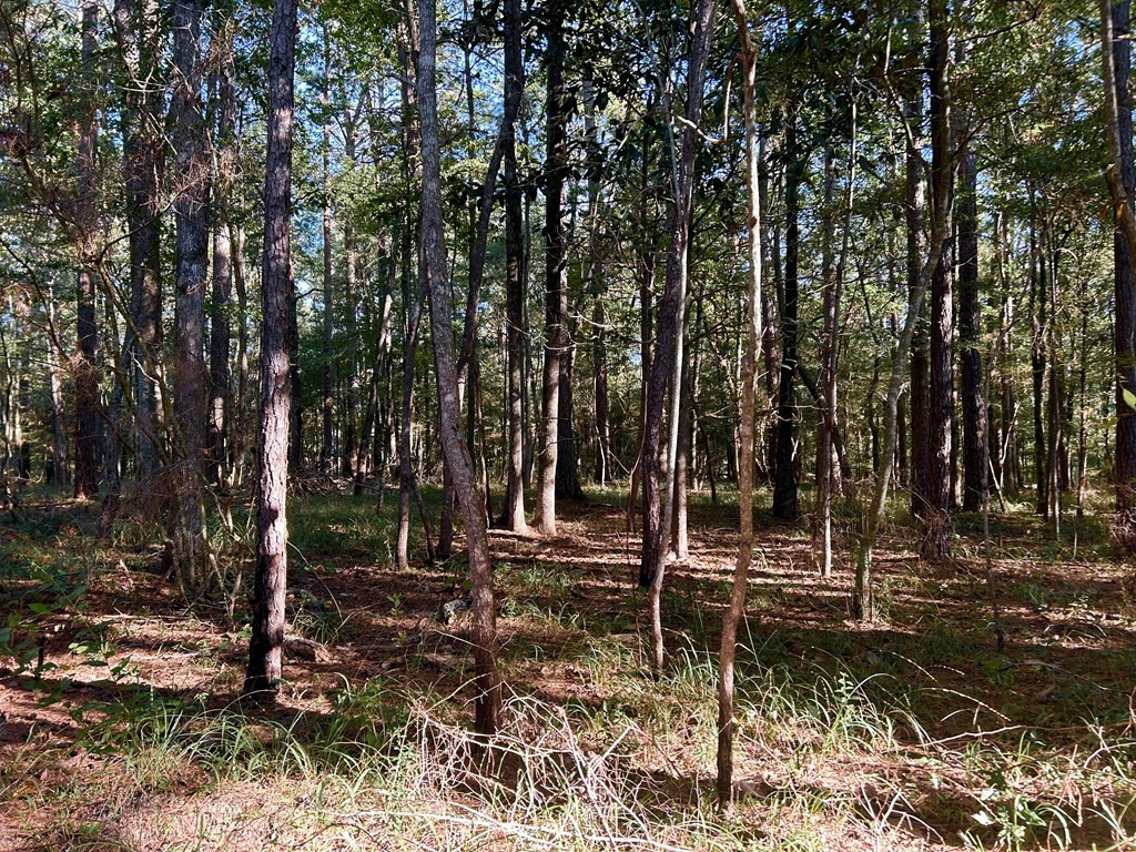 Tbd Westbrook Road Smithdale, MS 39664 - Photo 8 of 44 Photo 8