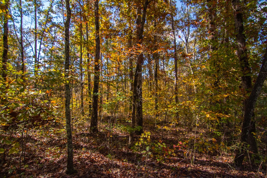Lot 24 Ridgeway Church Road Ellijay, GA 30540 - Photo 4 of 8 Gallery Image 4