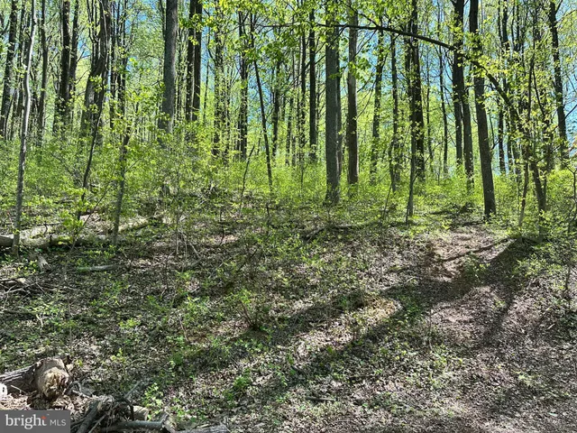 a view of a yard with plants and trees