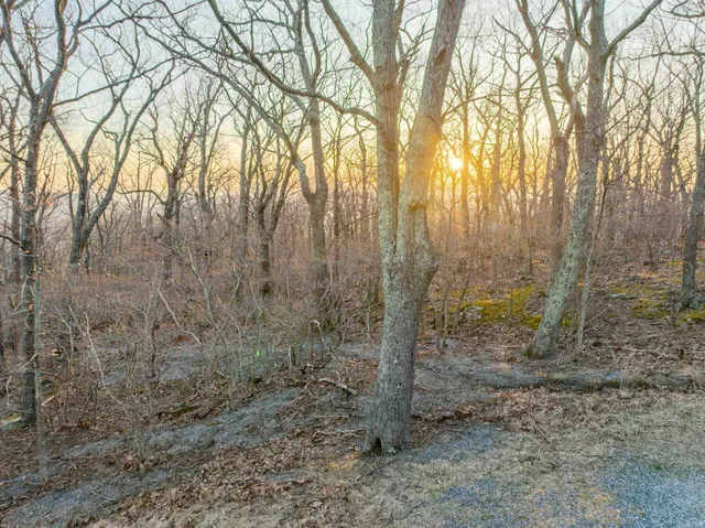 a view of a yard with large trees