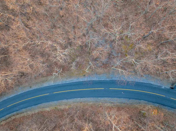 a view of a forest with large trees
