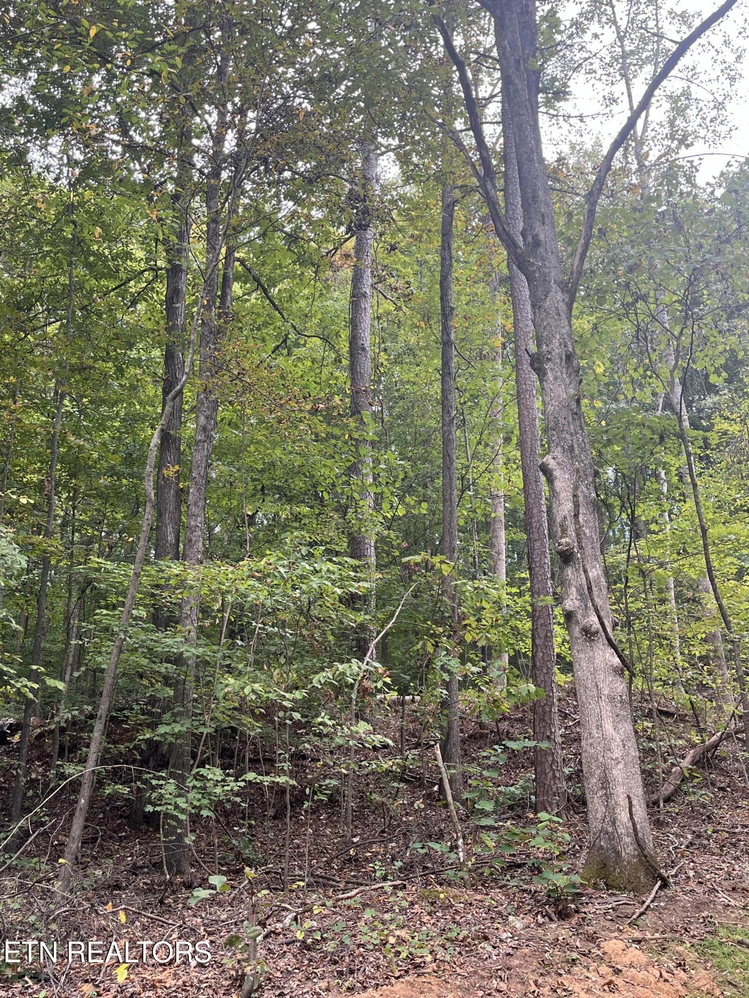 0 Cr 67 Road Riceville, TN 37370 - Photo 22 of 50 Gallery Image 22