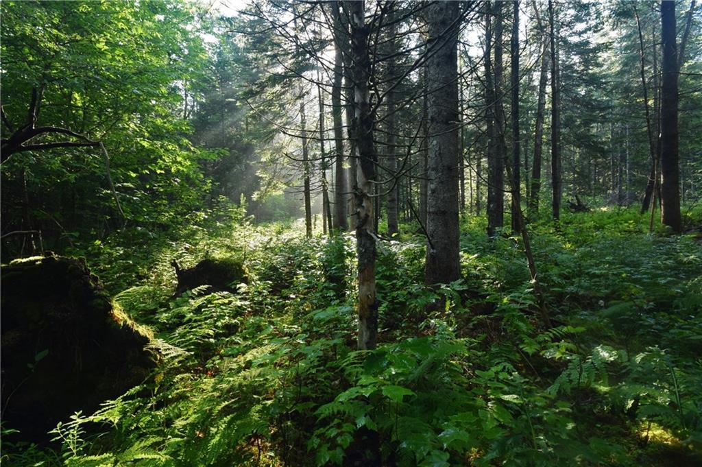 On Back Parkman Road Abbot, ME 04406 - Photo 6 of 17 Abbot, Maine Forest Land