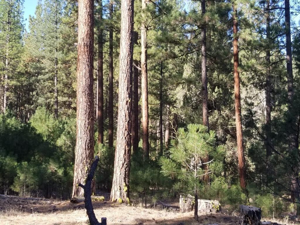 Nsa Anderson Ranch Road McArthur, CA 96056 - Photo 7 of 12 NSA Anderson 6