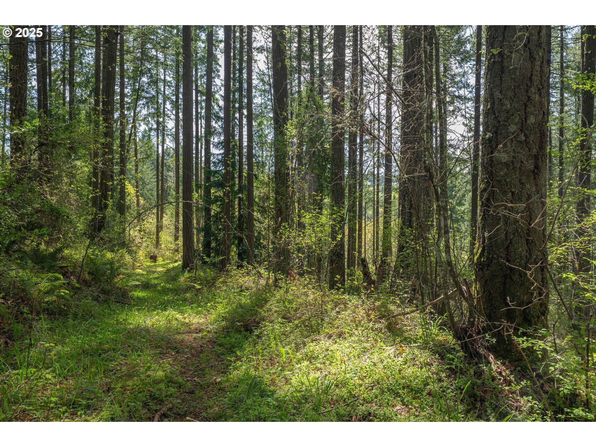 18675 Southwest Forest Park Road Hillsboro, OR 97123 - Photo 5 of 17 a view of backyard with green space