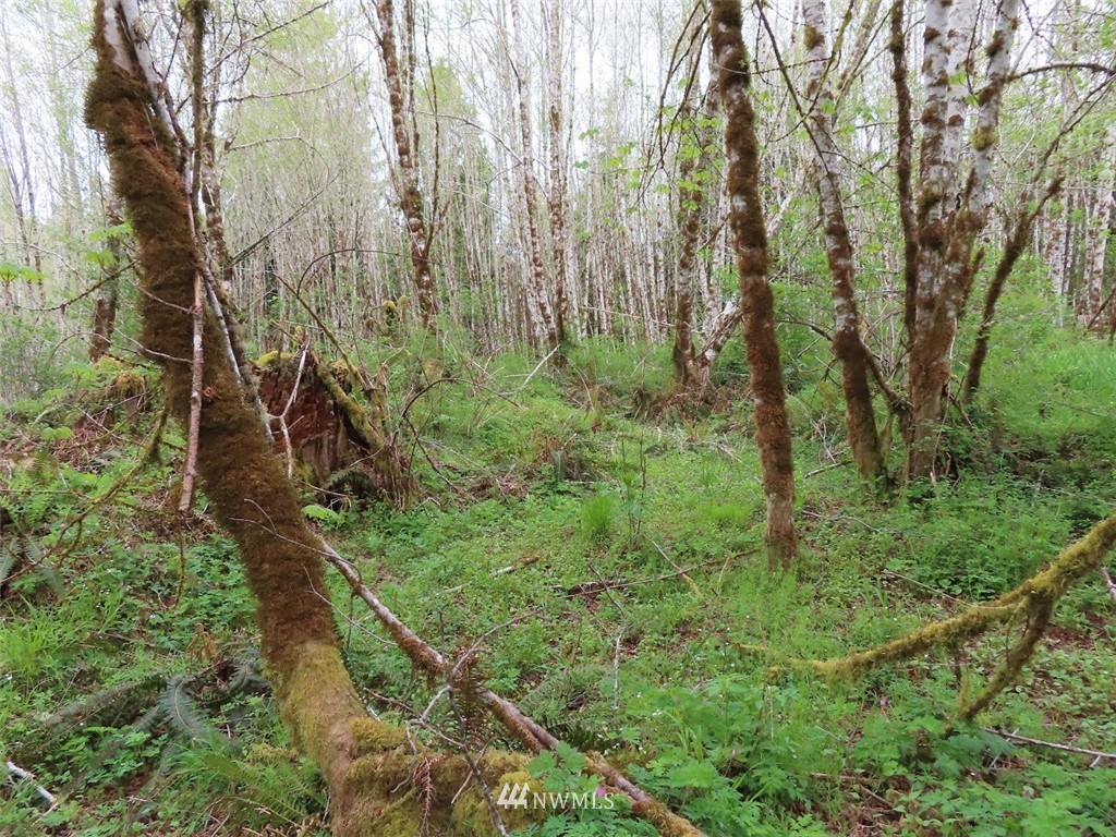 -off Independence Road Rochester, WA 98579 - Photo 11 of 19