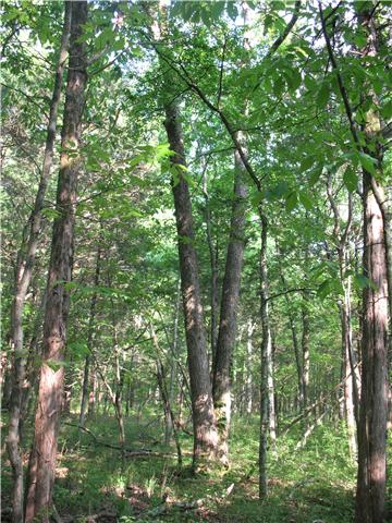 0 Holly Grove Road Lascassas, TN 37130 - Photo 3 of 10 Mature trees
