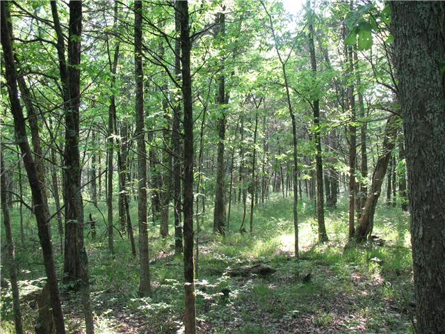 0 Holly Grove Road Lascassas, TN 37130 - Photo 4 of 10 Level land, great for your home