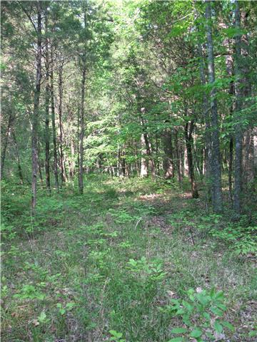 0 Holly Grove Road Lascassas, TN 37130 - Photo 6 of 10 Great mix of trees