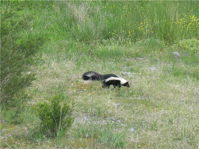 0 Holly Grove Road Lascassas, TN 37130 - Photo 10 of 10 He wasn't the type of wildlife I was hoping to see