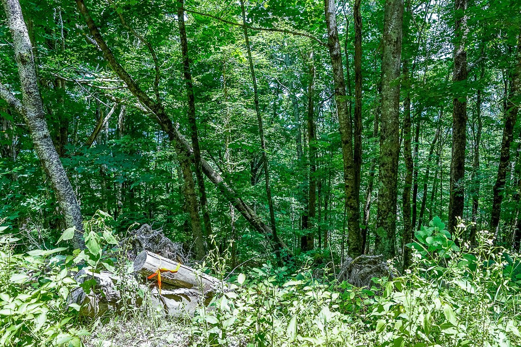 218 Old Mountain Road Banner Elk, NC 28604 - Photo 7 of 34 Gallery Image 7