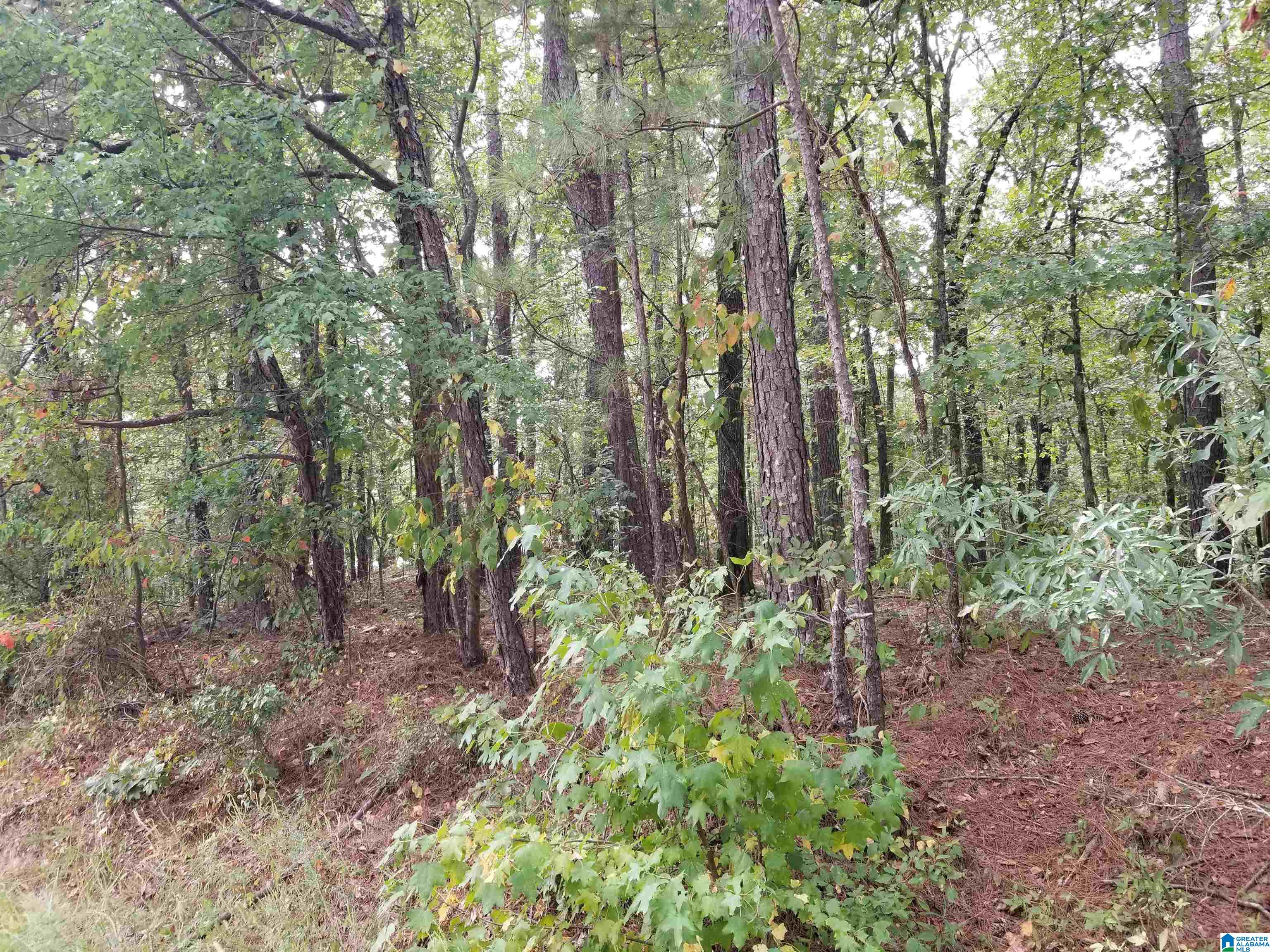 417 Tomahawk Trail, Unit 53 Riverside, AL 35135 - Photo 1 of 4