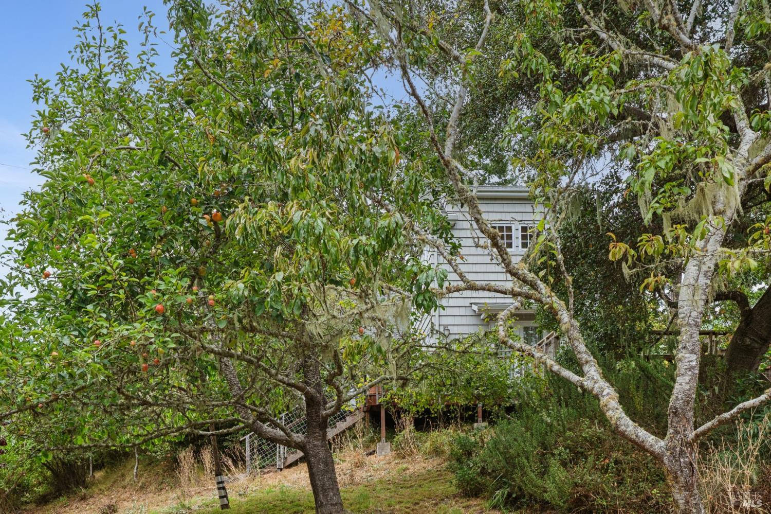 6 Cameron Street Inverness, CA 94937 - Photo 31 of 44 Gallery Image 31