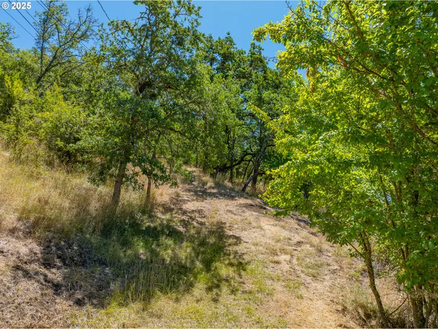 a view of a yard with plants and a tree