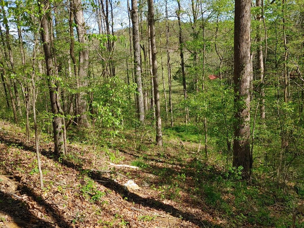 Tract A Northeast Tract A Ne Banks Chapel Road Ranger, GA 30734 - Photo 7 of 28 Gallery Image 7