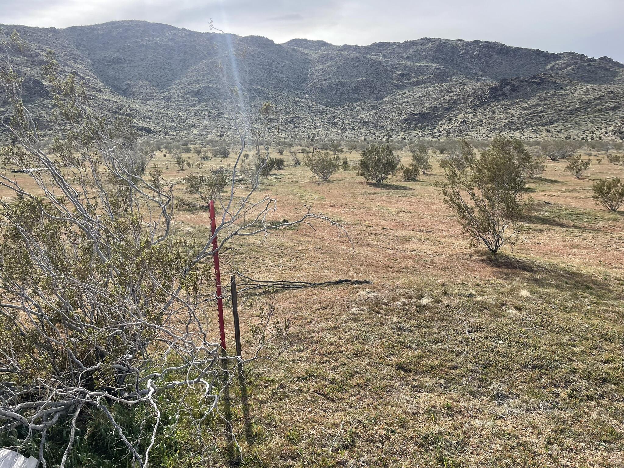 0 Chicago Road Lucerne Valley, CA 92356 - Photo 13 of 21 a view of a dry yard with mountains in the background