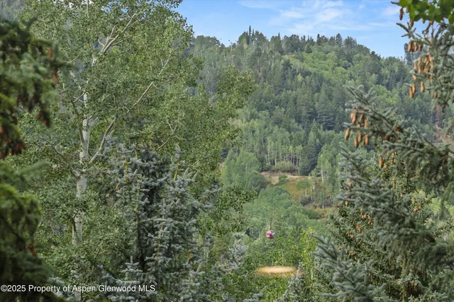a view of a forest with a street