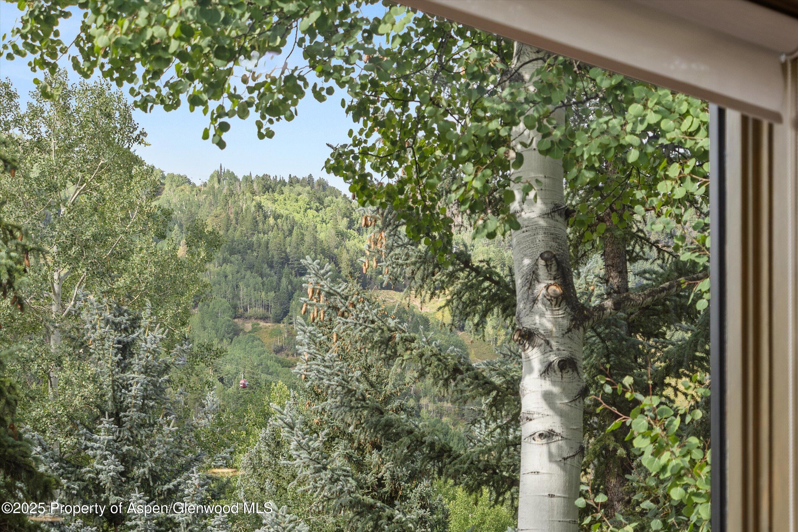 926 Waters Avenue, Unit 301 Aspen, CO 81611 - Photo 15 of 16 a picture of a tree with a plant in front of it