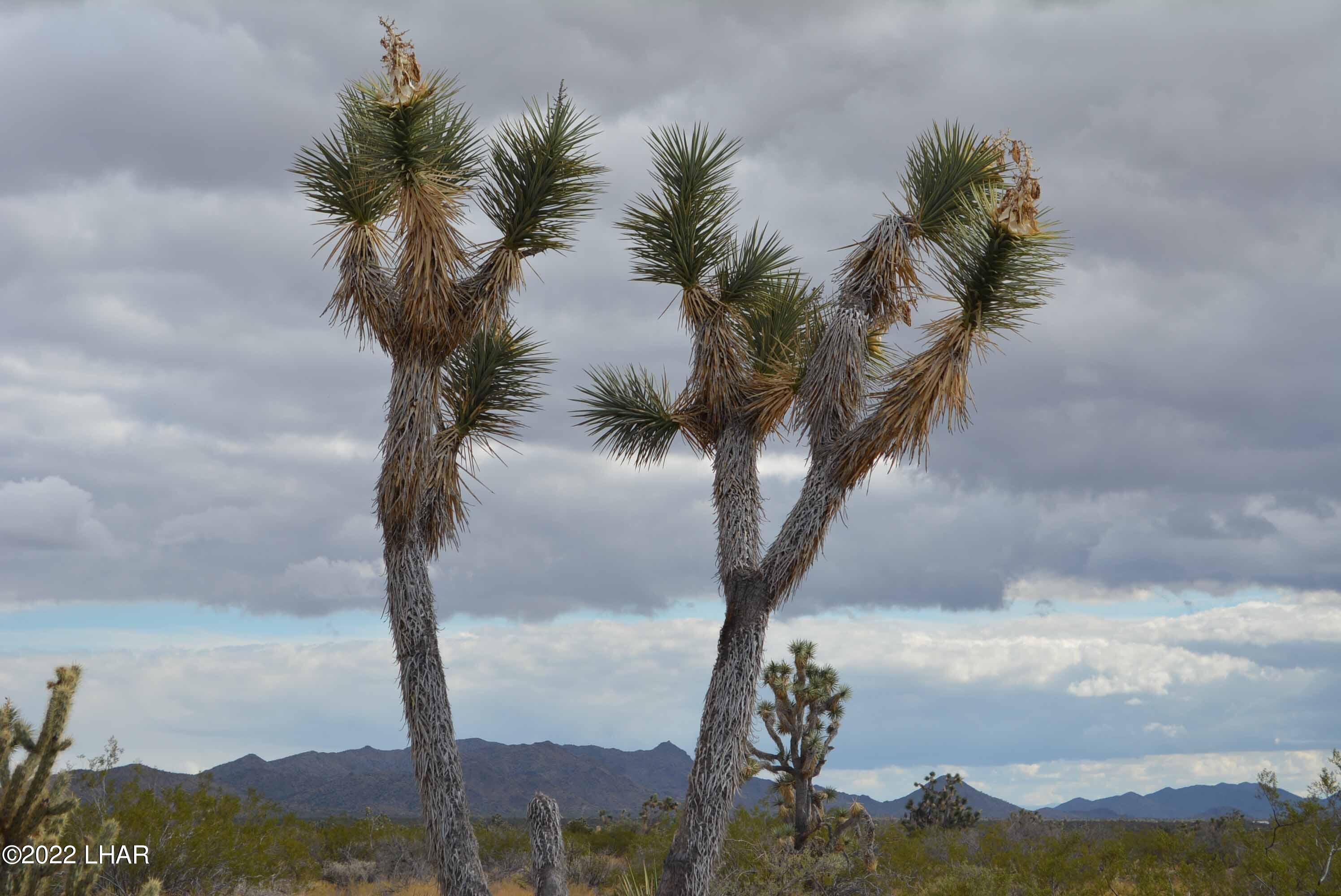 218 South Rawhide Road Yucca, AZ 86438 - Photo 18 of 30 DSC_0039