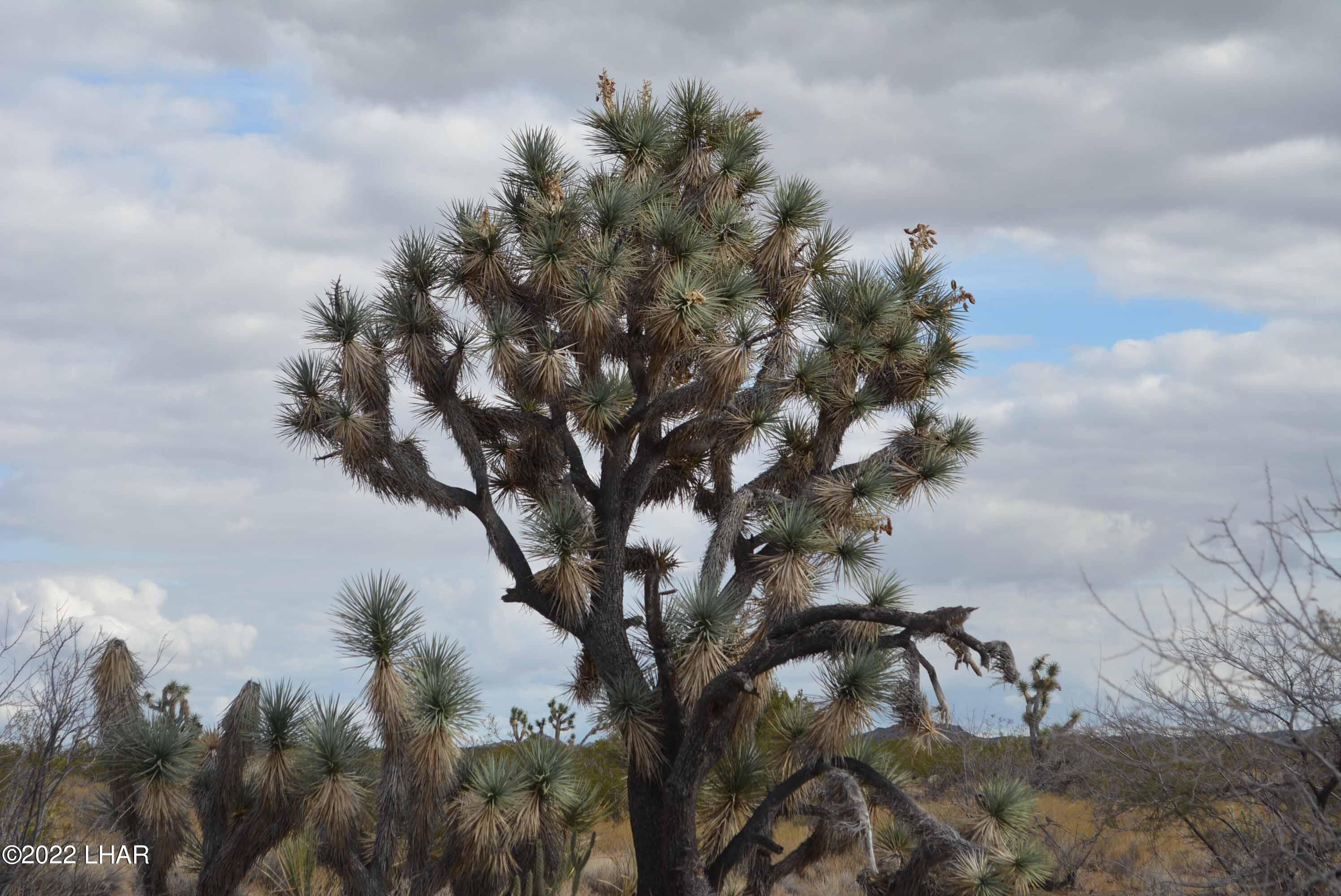 218 South Rawhide Road Yucca, AZ 86438 - Photo 20 of 30 DSC_0041