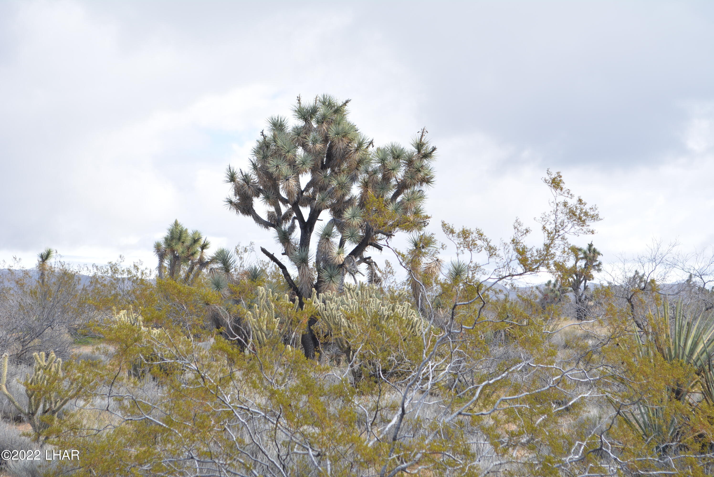 218 South Rawhide Road Yucca, AZ 86438 - Photo 2 of 30 DSC_0345