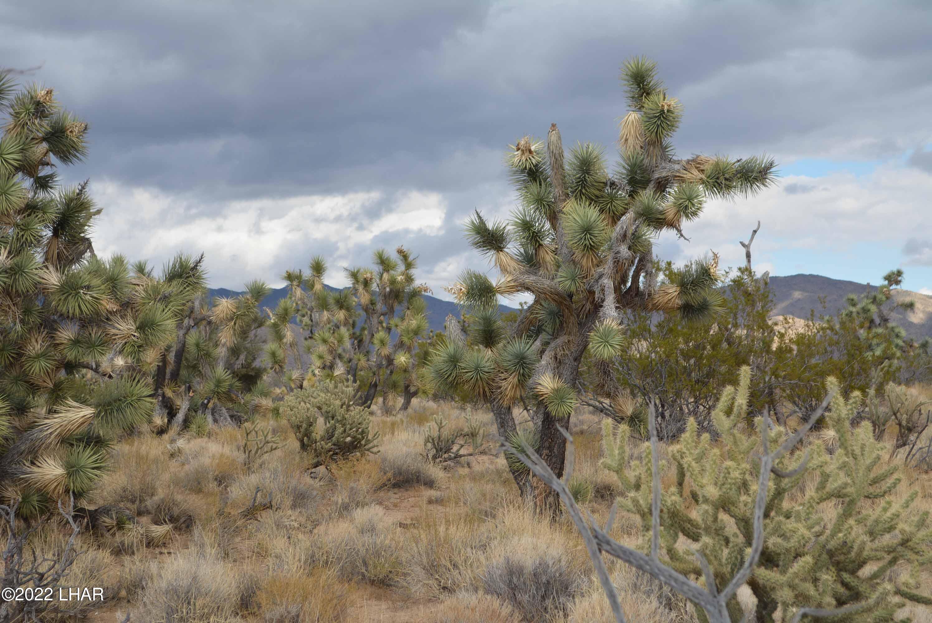 218 South Rawhide Road Yucca, AZ 86438 - Photo 22 of 30 DSC_0043