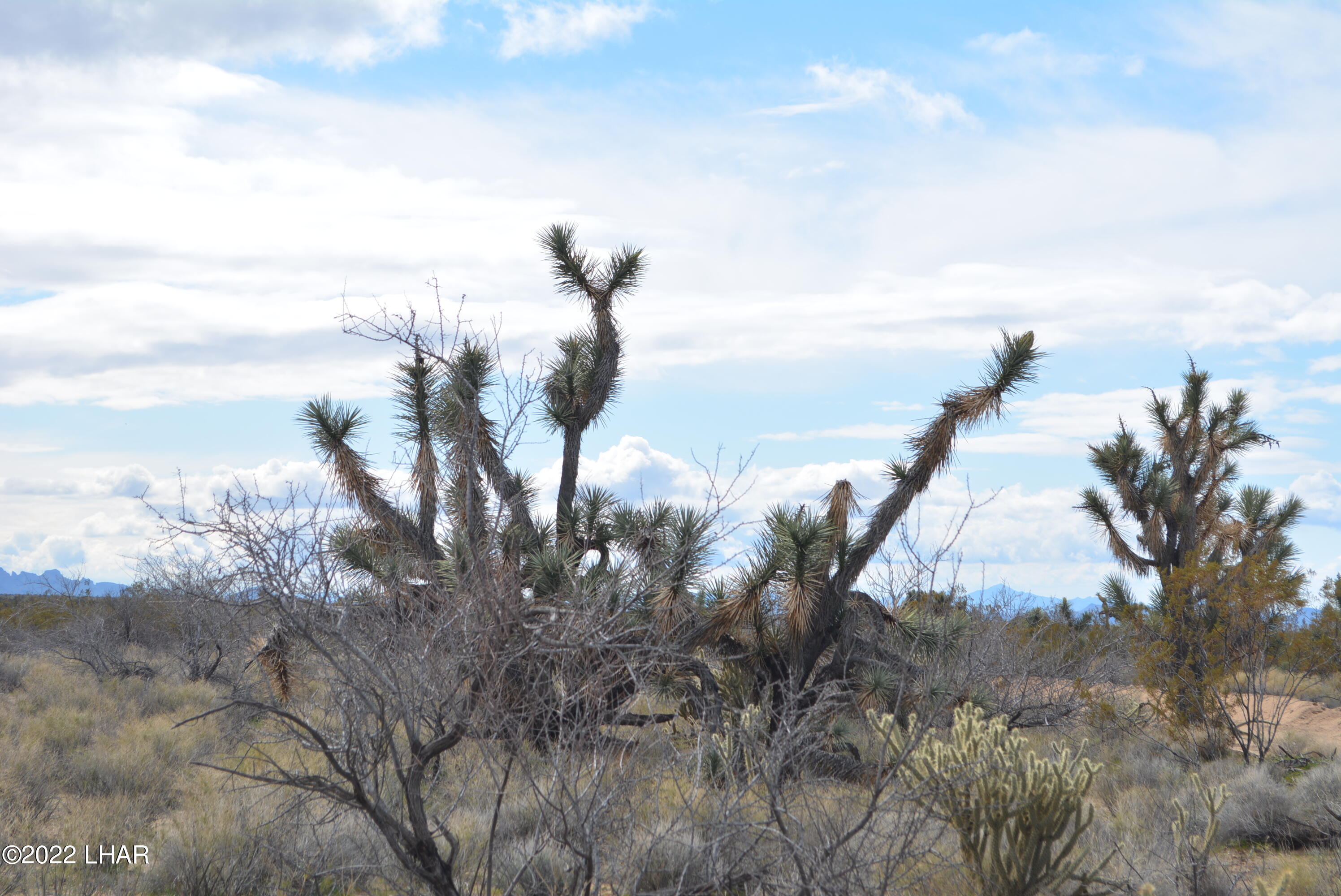 218 South Rawhide Road Yucca, AZ 86438 - Photo 9 of 30 DSC_0352