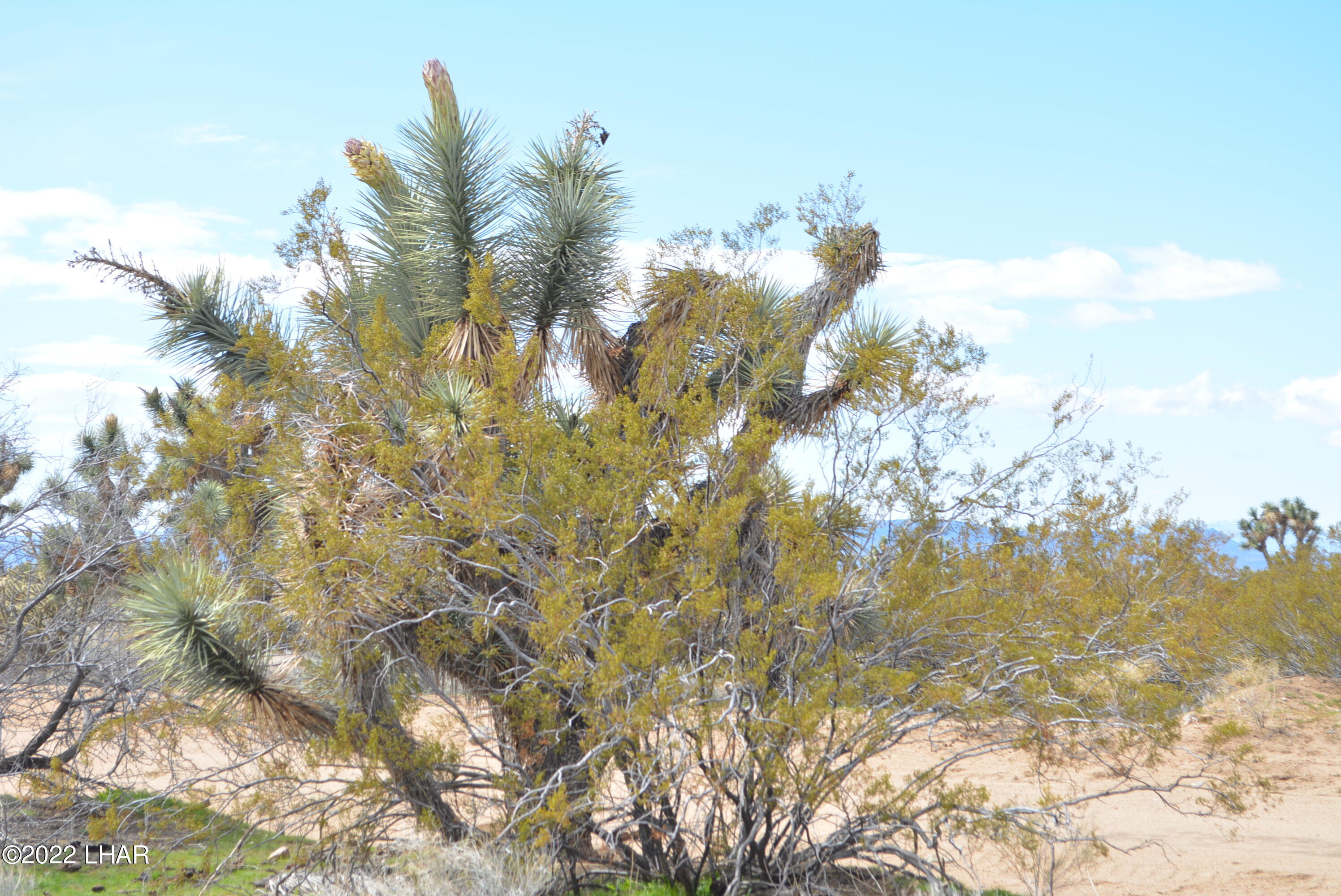 218 South Rawhide Road Yucca, AZ 86438 - Photo 10 of 30 DSC_0353